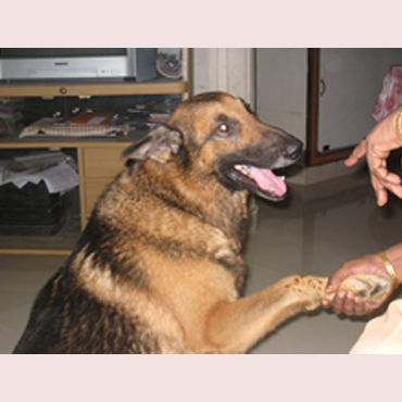 Dog Lover - Tiger
